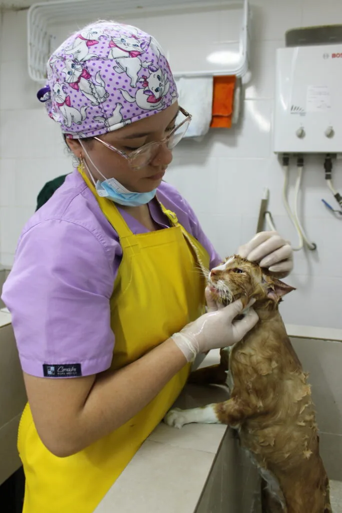 IMG_1945 - Veterinaria Suravet Itagüí