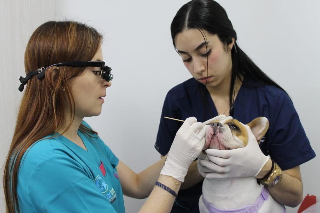 IMG_2284 - Veterinaria Suravet Itagüí
