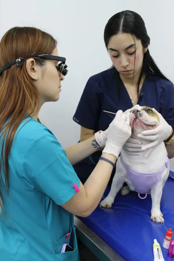 IMG_2286 - Veterinaria Suravet Itagüí